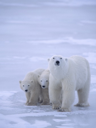 Mother Polar Bear (Ursus Maritimus) With Cubs, Churchill, Manitoba by Grambo Pricing Limited Edition Print image