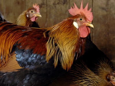 Three Roosters, Riverdale Farm, Toronto, Ontario by Brian Summers Pricing Limited Edition Print image
