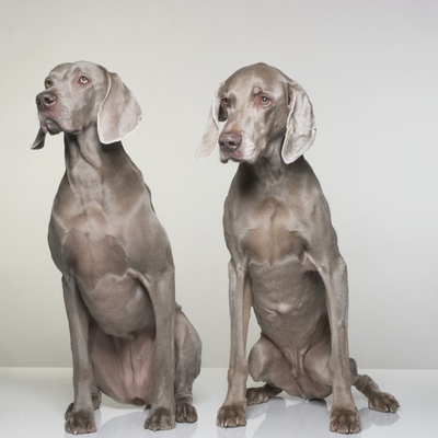 Portrait Of 2 Weimaraner Dogs by Brian Summers Pricing Limited Edition Print image