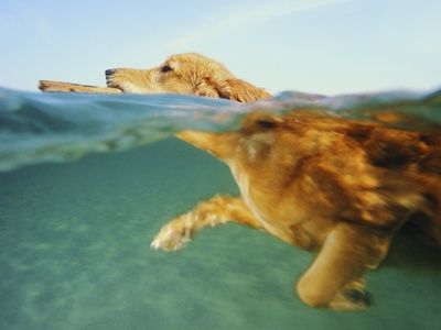 Dog Swimming With Stick by Skip Dean Pricing Limited Edition Print image
