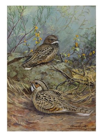 A Painting Of A Nuttall's Poorwill And A Merrill's Pauraque by Allan Brooks Pricing Limited Edition Print image