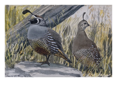 A Painting Of A Pair Of Quail by Louis Agassiz Fuertes Pricing Limited Edition Print image