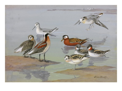 A Painting Of Three Species Of Phalaropes by Allan Brooks Pricing Limited Edition Print image