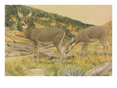 A Painting Of A Buck And A Doe Arizona White-Tailed Deer by Louis Agassiz Fuertes Pricing Limited Edition Print image