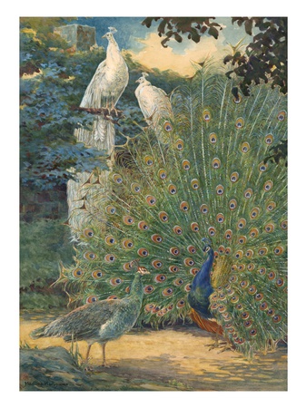 A Painting Of A Pair Of Indian Peafowl And A Pair Of White Peafowl by Hashime Murayama Pricing Limited Edition Print image