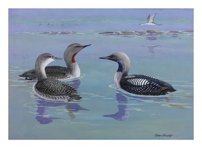 A Painting Of Red-Throated And Pacific Loons by Allan Brooks Pricing Limited Edition Print image