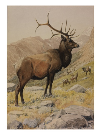 A Painting Of An American Elk, Also Known As A Wapiti, And Its Herd by Louis Agassiz Fuertes Pricing Limited Edition Print image