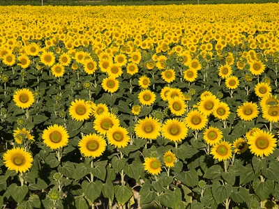 France Provence Rognes Field Of Sunflowers by Paul Seheult Pricing Limited Edition Print image