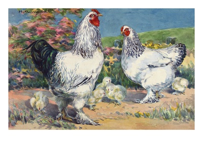 Two Adult Light Brahmas And Their Chicks. by National Geographic Society Pricing Limited Edition Print image