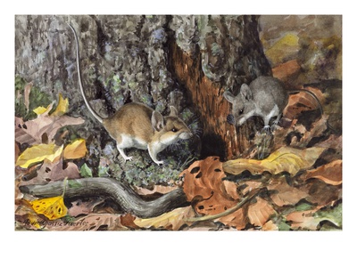 An Adult White-Footed Mouse Walks Around A Tree With A Young Mouse by Louis Agassiz Fuertes Pricing Limited Edition Print image