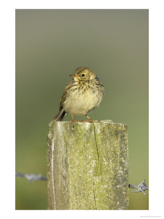 Meadow Pipit, Juvenile Perched On Fence Post, Scotland by Mark Hamblin Pricing Limited Edition Print image