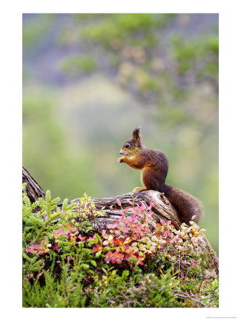 Red Squirrel, Adult Feeding On Hazelnut On Fallen Log In Forest In Autumn, Norway by Mark Hamblin Pricing Limited Edition Print image