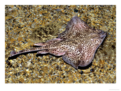 Thornback Ray, North Wales, Uk by Paul Kay Pricing Limited Edition Print image