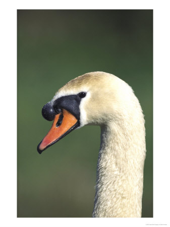 Mute Swan, Close-Up Portrait Of Adult, Uk by Mark Hamblin Pricing Limited Edition Print image