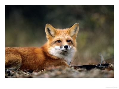 Red Fox, Lying, Quebec, Canada by Philippe Henry Pricing Limited Edition Print image