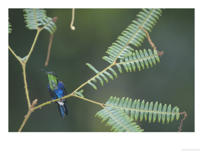 Green-Crowned Woodnymph Hummingbird, Maquipucuna Nature Reserve, Ecuador by Mark Jones Pricing Limited Edition Print image