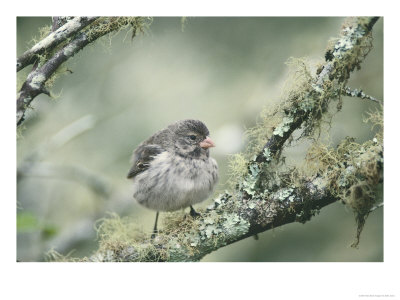 Small Billed Ground Finch, Santa Cruz Island, Galapagos by Mark Jones Pricing Limited Edition Print image