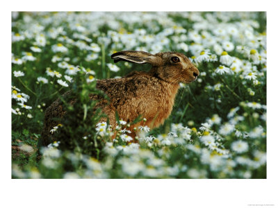 Brown Harelepus Europaeusin Mayweedwarks by Mark Hamblin Pricing Limited Edition Print image