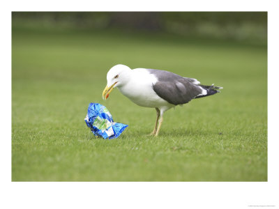 Herring Gull, Feeding On Left-Over Crisps In City Park, Scotland by Mark Hamblin Pricing Limited Edition Print image