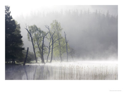 Loch Pityoulish On Misty Morning, Central Highlands, Scotland by Mark Hamblin Pricing Limited Edition Print image