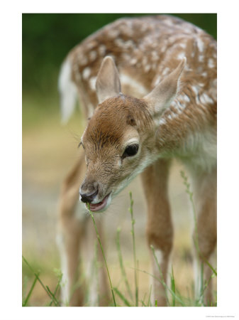 Fallow Deer, Portrait Of Very Young Fawn, Sussex, Uk by Elliott Neep Pricing Limited Edition Print image