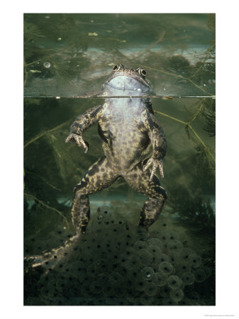 Common Frog, Underwater, Sheffield, Uk by Mark Hamblin Pricing Limited Edition Print image