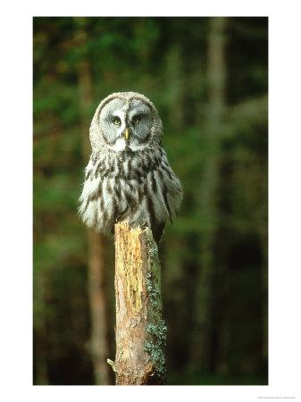 Great Grey Owl, Strix Nebulosa Adult On Post, Coniferous For Est (Controlled) by Mark Hamblin Pricing Limited Edition Print image