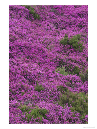 Bell Heather In Flower On Moorland, July, Uk by Mark Hamblin Pricing Limited Edition Print image