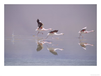 Jamess Flamingo, Taking Off From Lake, Laguna Colorada, Bolivia by Mark Jones Pricing Limited Edition Print image