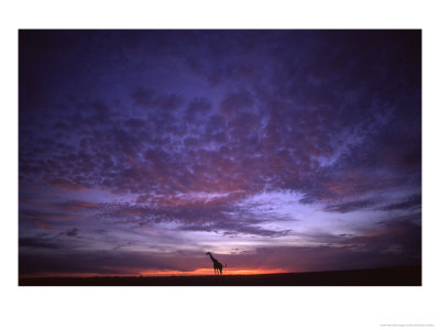 Giraffe, Etosha National Park, Namibia by Chris And Monique Fallows Pricing Limited Edition Print image