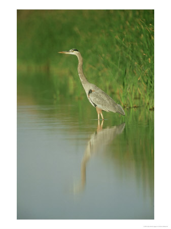 Great Blue Heron, Single In Water, Mexico by Patricio Robles Gil Pricing Limited Edition Print image