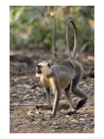 Grey Langur, Walking On Forest Floor Into Light, Madhya Pradesh, India by Elliott Neep Pricing Limited Edition Print image