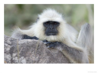 Grey Langur, Close-Up Facial Portrait Of Grey Langur, Madhya Pradesh, India by Elliott Neep Pricing Limited Edition Print image