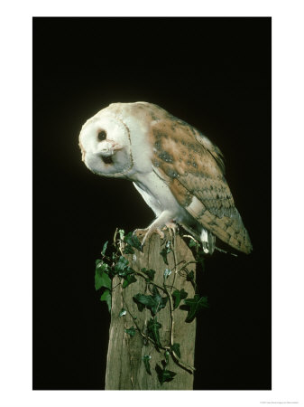 Barn Owl, Tyto Alba, Yorkshire by Mark Hamblin Pricing Limited Edition Print image