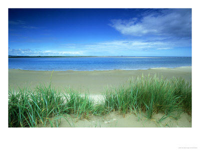 Marram Grass, & Sand In Budle Bay Nr, Uk by Mark Hamblin Pricing Limited Edition Print image