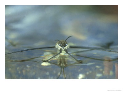 Water Skater, Juvenile by London Scientific Films Pricing Limited Edition Print image