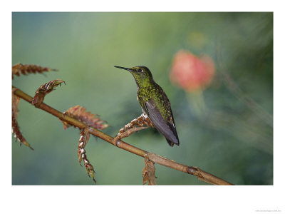 Buff-Tailed Coronet On Bromeliad, Pichincha Volcano, Ecuador by Mark Jones Pricing Limited Edition Print image