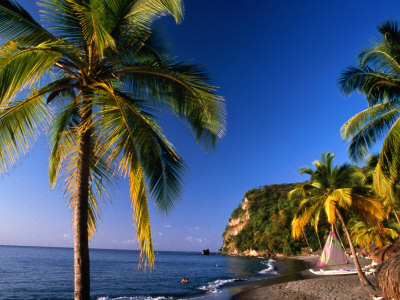 Palm Trees On Beach, Anse La Raye, Anse-La-Raye, St. Lucia by Jeff Greenberg Pricing Limited Edition Print image