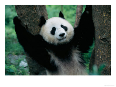 Panda Cub, Wolong, Sichuan, China by Keren Su Pricing Limited Edition Print image