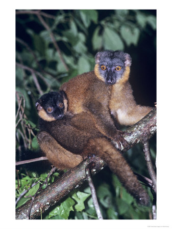 Collared Lemur, Infant Male On Mother, Dupc by David Haring Pricing Limited Edition Print image