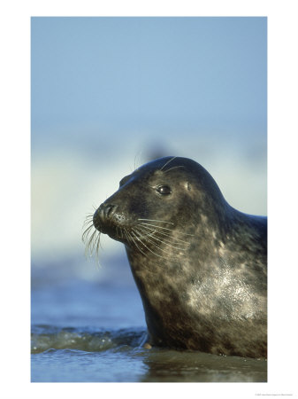 Grey Seal, Halichoerus Grypus Portrait Of Cow North Lincol Nshire, Uk by Mark Hamblin Pricing Limited Edition Print image