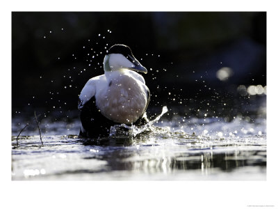 Eider, Adult Male Splashing Through Shallow Water, Norway by Mark Hamblin Pricing Limited Edition Print image