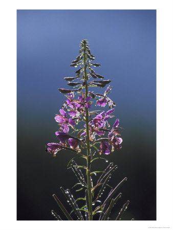 Rosebay Willowherb, Flower Spike, Close-Up, Uk by Mark Hamblin Pricing Limited Edition Print image