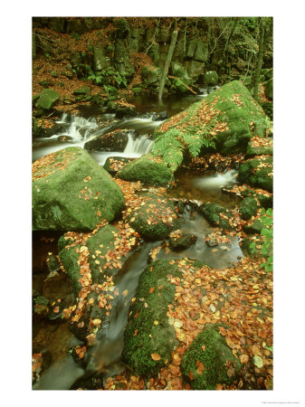 Padley Gorge In Autumn, Beech Leaves On Rocks, Burbage Brook, Peak District National Park, Uk by Mark Hamblin Pricing Limited Edition Print image