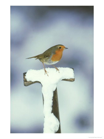 Robin, Perched On Spade Handle In Snow, Uk by Mark Hamblin Pricing Limited Edition Print image
