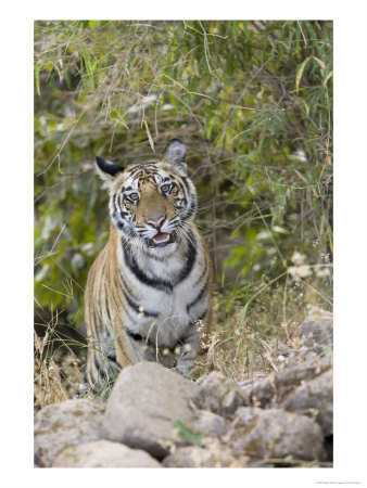 Bengal Tiger, Young Female Tiger Approaching Over Fallen Stone Wall, Madhya Pradesh, India by Elliott Neep Pricing Limited Edition Print image