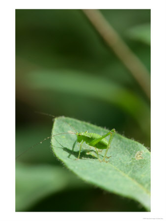 Speckled Bush-Cricket On Leaf Of Wild Honeysuckle, Middlesex, Uk by Elliott Neep Pricing Limited Edition Print image