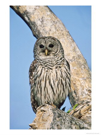 Barred Owl, Perched, Florida, Usa by Stan Osolinski Pricing Limited Edition Print image