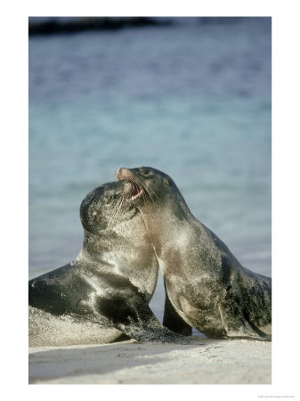 Galapagos Sea Lion, Adolescent Pups Sparring, Galapagos by Mark Jones Pricing Limited Edition Print image