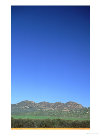 Spring Flowers, Namaqualand, South Africa by Tim Jackson Pricing Limited Edition Print image